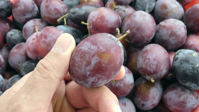 black close-up ripe damson plum, damson plum accordance with the natural drying,
