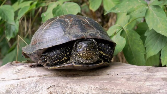 European Pond Turtle Sits on Dry Log in Deciduous Forest. Large river turtle pokes neck out of shell. A reptile with powerful paws, claws, spotted head. Animal in wild habitat. Summertime. 4K.