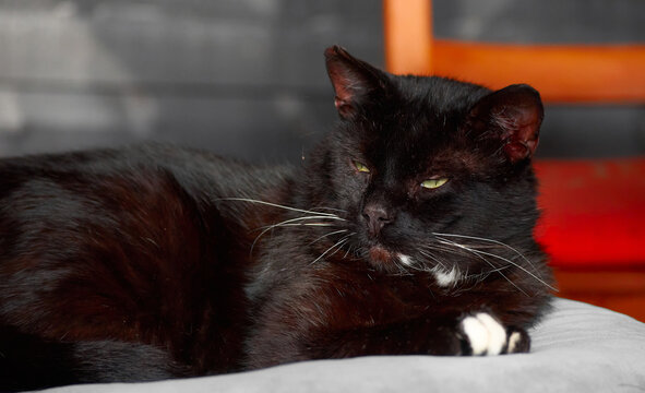 A portrait of a black domestic cat lying on a cushion