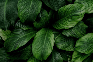 abstract green leaf texture, nature background, tropical leaf
