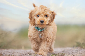 Malitpoo puppy out free