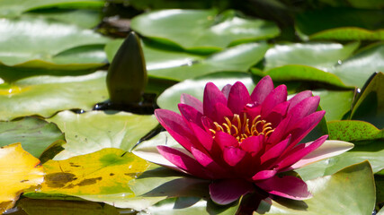 Pink Water Lily/Lotus with reflection on the water