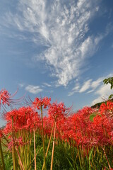 逢妻川の彼岸花と青い空と白い雲