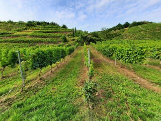 Fototapeta na wymiar vignoble dans la vallée de la Moselle