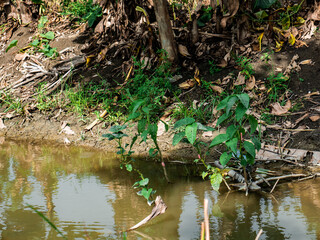 wild plants that grow in the dark brown river on the edge of the rice fields
