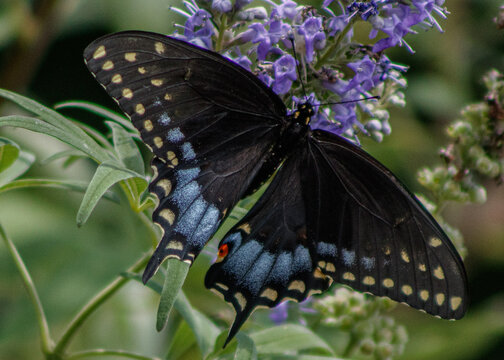 pipevine swallowtail butterfly on a flower