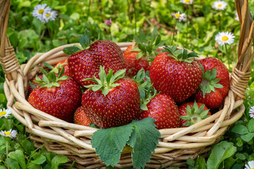 Ripe strawberries in a basket