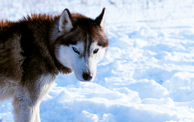 siberian husky in the snow