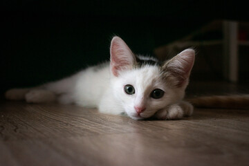 cat on the floor