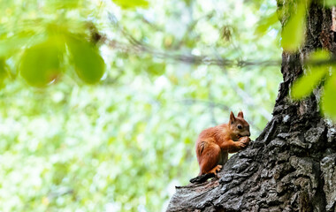 squirrel on tree