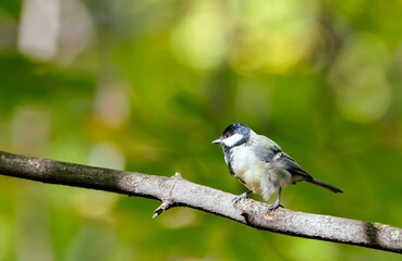 great spotted woodpecker on a branch