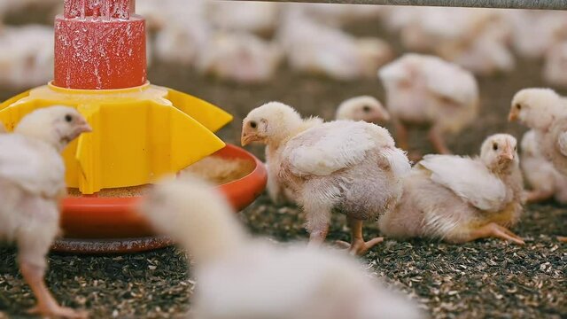 Little fat broiler chicks eating fodder. Young chickens on a modern farm. White chickens for fattening on a poultry farm. Close-up.