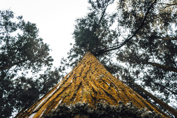 tree in the forest