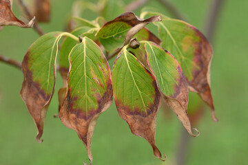 feuilles de cornouiller séchées en automne