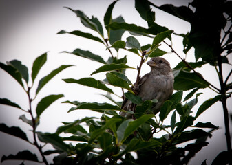 bird on a branch