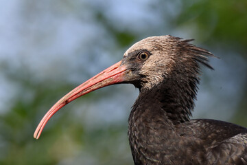 Naklejka premium Waldrapp