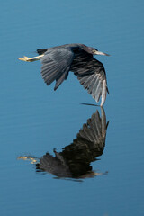 Heron Reflections