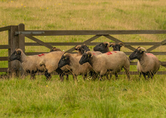 Obraz premium Norfolk Longhorn Sheep