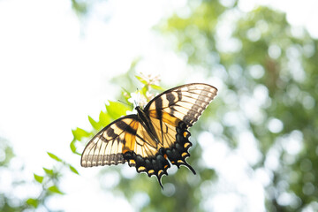 Large Yellow Butterfly in Sunlight on a Green Leaf
