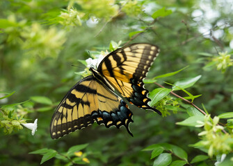 Large Yellow Butterfly in Sunlight on a Green Leaf