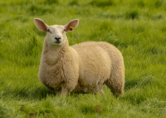 Naklejka na ściany i meble Sheep on Pasture