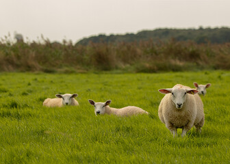 Obraz premium Sheep on Pasture