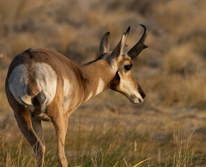 Naklejka premium pronghorn, antelope