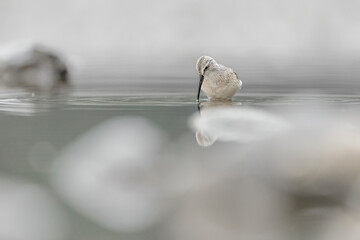 Face to face with the beautiful Curlew sandpiper (Calidris ferruginea)