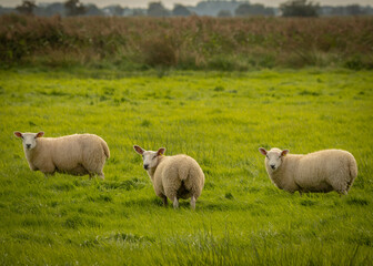 Obraz premium Sheep on Pasture