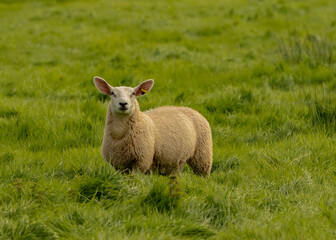 Fototapeta premium Sheep on Pasture