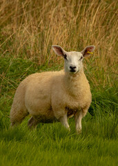 Naklejka na ściany i meble Sheep on Pasture