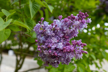 Blooming Purple Lilac