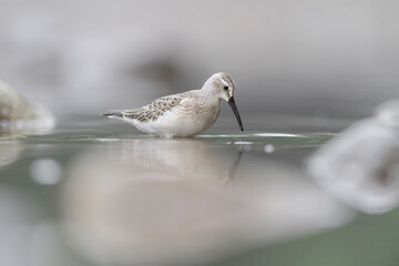 Curlew sandpiper in the water (Calidris ferruginea)