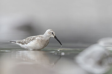 Amazing portrait of Curlew sandpiper in summer season (Calidris ferruginea)