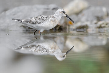 Reflections in the water, fine art portrait of Curlew sandpiper (Calidris ferruginea)