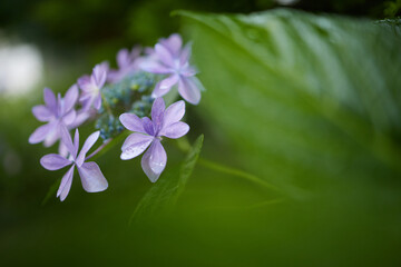 緑の中の紫陽花