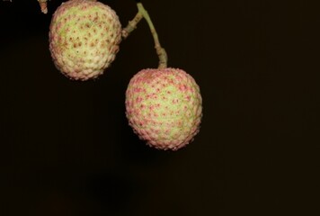 lychee, two lychee hanging with sweet tropical fruit.