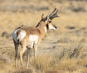pronghorn, antelope, bucks