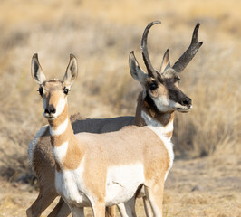 Naklejka na ściany i meble pronghorn, antelope, bucks