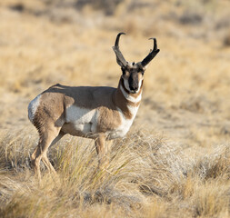 Naklejka na ściany i meble pronghorn buck, antelope