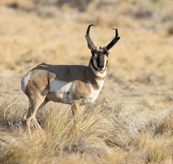 Poster pronghorn bok, antilope © Northern Desert 