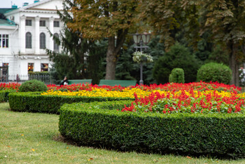 Fototapeta na wymiar Bright red autumn flowers on boulevard in fall city park. Concept of urban greening and park culture.
