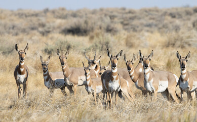 pronghorn, antelope, herd