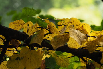 Żółte liście na gałęzie  - obrazy, fototapety, plakaty