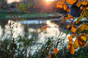 Autumn leaves on branch shine through in rays of sun by river against backdrop of sunset. Natural autumn background with backlight.