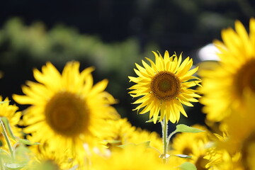 Fototapeta premium field of sunflowers