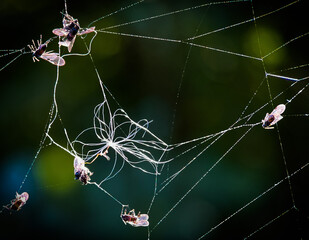 spider on web