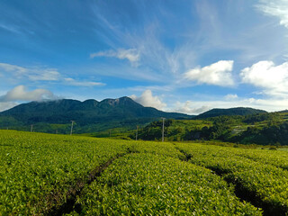 mountain range landscape from tea garden in indonesia (gunung talang)
