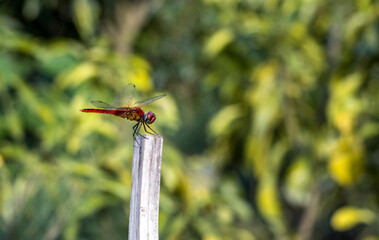 Common red dragonfly sitting on an old dry bamboo stick