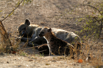 Hyena in Kruger National Park